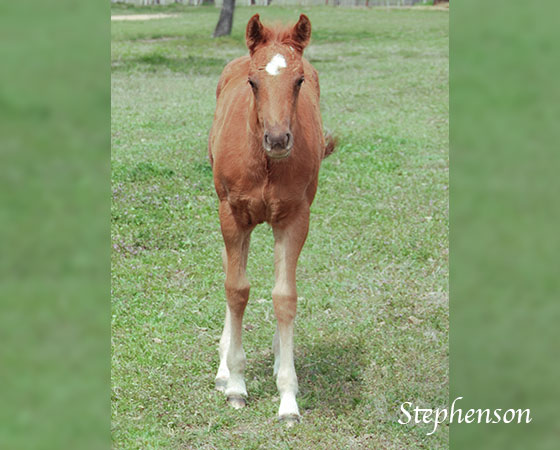 SJR Diamond Mist x Whizs Katrina - 2023 Filly